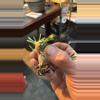 plant/Euphorbia Japonica-1-thumbnail