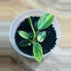 plant/Philodendron Florida Beauty-0-thumbnail
