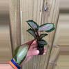 plant/Calathea Royal Standard starter plant growers choice-1-thumbnail