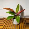 plant/New Hybrid! Philodendron Red King starter plant growers choice-0-thumbnail