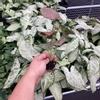 plant/Syngonium Singo Lava starter plant growers choice-2-thumbnail
