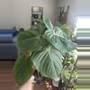 plant/Philodendron McDowell-0-thumbnail