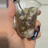 plant/Scindapsus variegated Snakeskin- Dara-2-thumbnail