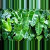 plant/Philodendron Burle Marx starter plant growers choice-0-thumbnail