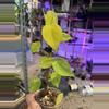 plant/Philodendron Lemon Lime-0-thumbnail