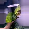 plant/✨Alocasia GOG Regal Shield✨-2-thumbnail