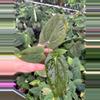 plant/Seed Grown Anthurium Xone x Dark Phoenix starter plant growers choice-2-thumbnail