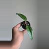 plant/Hoya sp Aceh Shogun #6505-1-thumbnail