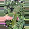 plant/Seed Grown Anthurium Xone x Dark Phoenix starter plant growers choice-3-thumbnail