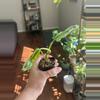 plant/Monstera Adansonii Indonesian Mint-0-thumbnail