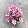 plant/Hypoestes Pink starter plant growers choice-0-thumbnail