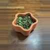 plant/String of turtles-0-thumbnail