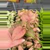plant/Syngonium Regina Red starter plant growers choice-1-thumbnail