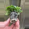 plant/Hypoestes White starter plant growers choice-4-thumbnail