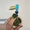 plant/Scindapsus variegated Snakeskin- Dara-1-thumbnail
