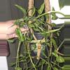 plant/Shangri La "Pothos"-0-thumbnail