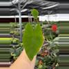plant/Colocasia Blue Hawaii starter plant growers choice-1-thumbnail
