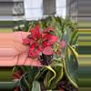 plant/Hypoestes Red starter plant growers choice-3-thumbnail