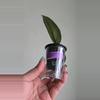 plant/Hoya sp Aceh Shogun #6505-3-thumbnail