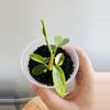 plant/Philodendron Florida Beauty-2-thumbnail