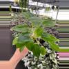 plant/Philodendron Burle Marx starter plant growers choice-1-thumbnail