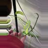 plant/Laniata mint vine-1-thumbnail