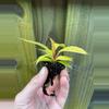 plant/New Hybrid! Philodendron Red King starter plant growers choice-3-thumbnail