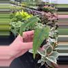 plant/Alocasia Tigrina Superba starter plant growers choice-2-thumbnail