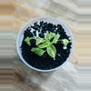 plant/Philodendron Green Congo Nuclear-0-thumbnail
