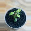 plant/Philodendron Billietiae Gamble (from variegated mother) (4)-0-thumbnail