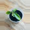 plant/Philodendron Florida Beauty-1-thumbnail