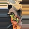 plant/Euphorbia Japonica-0-thumbnail