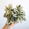 plant/Hypoestes White starter plant growers choice-0-thumbnail