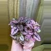 plant/Hypoestes Pink starter plant growers choice-2-thumbnail