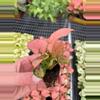plant/Syngonium Coral starter plant growers choice-4-thumbnail