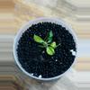 plant/Philodendron Billietiae Gamble (from variegated mother) (5)-0-thumbnail