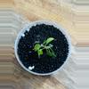 plant/Philodendron Billietiae Gamble (from variegated mother) (5)-1-thumbnail