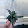 plant/Haworthia Tessellata starter plant growers choice-1-thumbnail