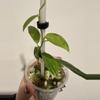 plant/NOID - Green on Green Rhaph or Giganteum-1-thumbnail