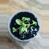 plant/Philodendron Green Congo Nuclear-1-thumbnail