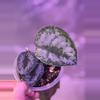plant/Scindapsus NOID-0-thumbnail