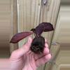plant/Calathea Royal Standard starter plant growers choice-4-thumbnail