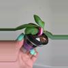 plant/⚠️Zinger! Hoya sp Yellow Sapphire #7008-1-thumbnail