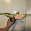 plant/Aglaonema China Red in 4 inch pot.-1-thumbnail