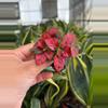 plant/Hypoestes Red starter plant growers choice-2-thumbnail