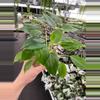 plant/Philodendron Burle Marx starter plant growers choice-3-thumbnail