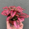 plant/Hypoestes Red starter plant growers choice-0-thumbnail
