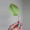 plant/⚠️ Zingers! Hoya aff Glabra #1007 🚨grow light burn damage🚨-1-thumbnail
