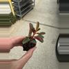 plant/Peperomia Graveolens Ruby Glow starter plant growers choice-3-thumbnail