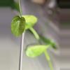 plant/Laniata mint vine-0-thumbnail